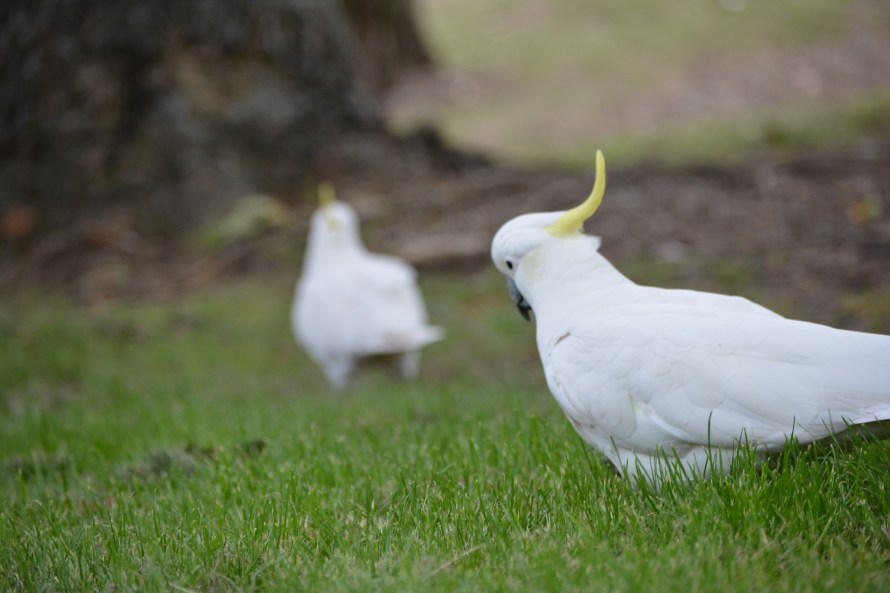 sulphur-crested cockatoo.jpg