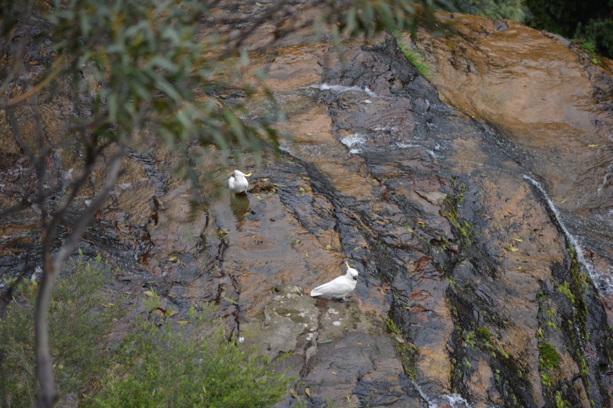 sulphur crested cockatoo.jpg