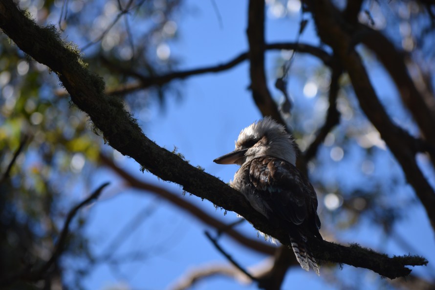 Kookaburra.jpg